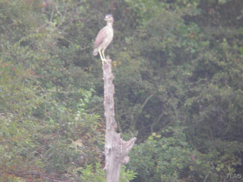 Juv Night Heron